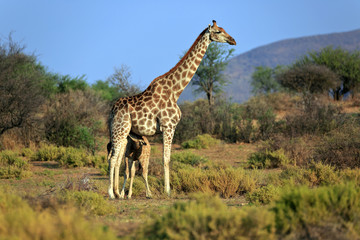 Giraffenfamilie