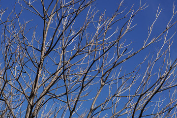 Tree branches over the blue sky in spring, fluffy clouds