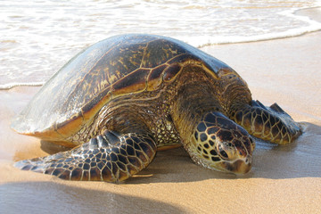 Basking Hawaiian Sea Turtle