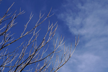 Tree branches over the blue sky in spring, fluffy clouds