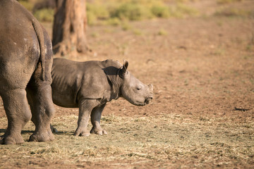 Fototapeta premium Breitmaulnashorn