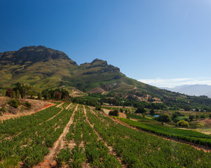 Fototapeta premium Beautiful Landscape in Stellenbosch, South Africa, with Mountains, and Rows of Wine in Vineyards on a sunny Day with blue Sky