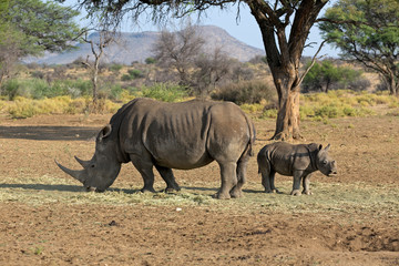 Obraz premium Breitmaulnashorn