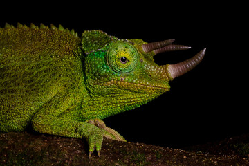 Obraz premium Jackson Chameleon