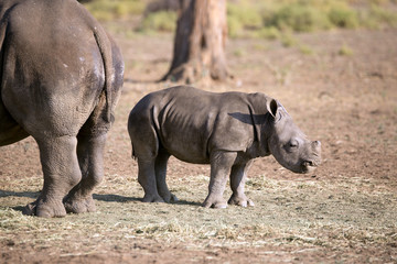 Nashorn Baby