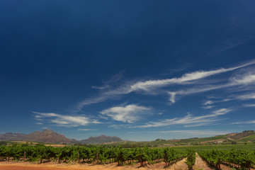 Vines at a Vineyard with Mountains in the Background on a sunny Day with blue Sky in Stellenbosch, South Africa