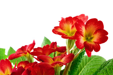 Red primrose flowers isolated on white