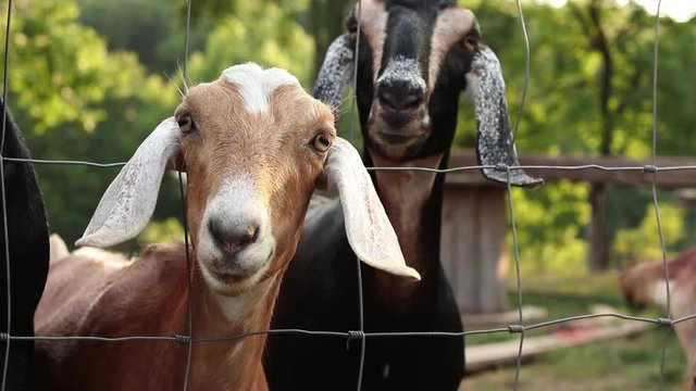 A medium shot of goats standing at a farm fence.