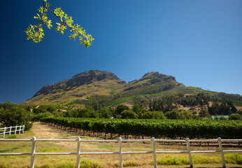 Fototapeta na wymiar Beautiful Landscape in Stellenbosch, South Africa, with Mountains, and Rows of Wine in Vineyards on a sunny Day with blue Sky