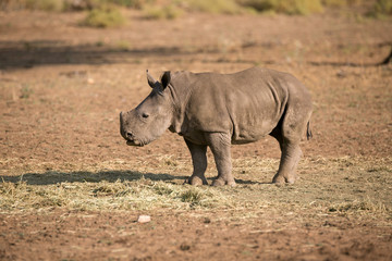 Fototapeta premium Baby Nashorn