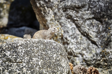 Squirrel in its natural habitat, Yosemite National Park, USA.