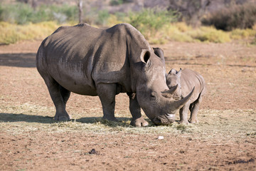 Fototapeta premium Mammaist die beste