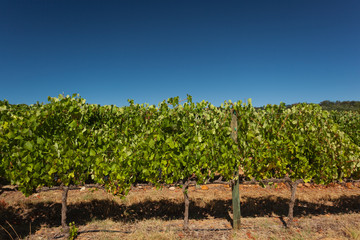 Fototapeta na wymiar Vines at a Vineyard with green Leafs and purple Wine Grapes on a sunny Day with blue Sky in Stellenbosch, South Africa