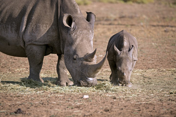 Obraz premium Breitmaulnashorn