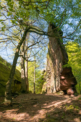 Rocher géant dans la forêt