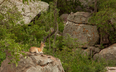A Klipspringer Antelope is resting on a Rock in Kruger National Park