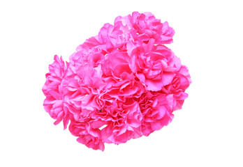 カーネーション