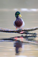Stockente (Anas platyrhynchos) sitzt am Teich im Naturschutzgebiet Mönchbruch bei Frankfurt,...