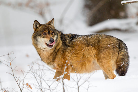 Fototapeta Wolf (Canis lupus) im Winter im Tier-Freigelände im Nationalpark Bayrischer Wald, Deutschland.