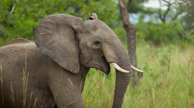 Fototapeta Portrait of a young Elephant surrounded by Green, in Kruger National Park, South Africa