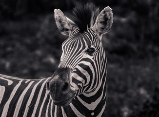Fototapeta na wymiar Close-up Portrait of a Zebra in Kruger National Park, South Africa - Black and White