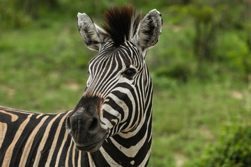 Fototapeta premium Close-up Portrait of a Zebra in Kruger National Park, South Africa