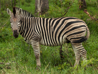 Obraz premium A Zebra, surrounded by Green, looks into Camera in Kruger National Park, South Africa
