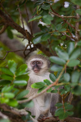 Obraz premium Close-up Portrait of a Vervet Monkey sitting in a Tree in Kruger National Park, South Africa
