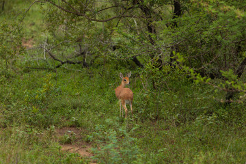 A young Springbok, surrounded by Green, in Kruger National Park, South Africa