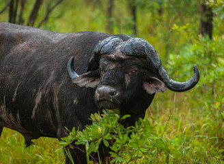 Close-up of a Water Buffalo surrounded by Green in Kruger National Park, South Africa