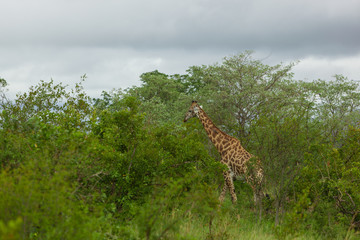Obraz premium A Giraffe surrounded by green Trees and Bushes in Kruger National Park, South Africa