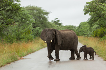 Naklejka na ściany i meble Elephants - Mother and baby calf crossing the Street in Kruger National Park, South Africa