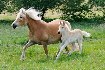 Naklejka na ściany i meble Haflinger horses mare with foal running side by side across a meadow