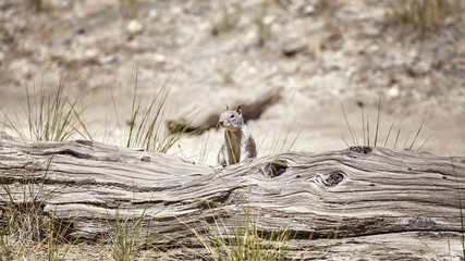 Squirrel in the Yosemite National Park, California, USA.