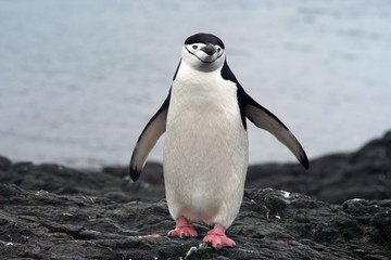 Chinstrap Penquin, Antarctica