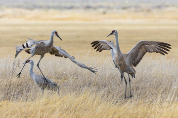 Mating Dance of the Greater Sandhill Crane