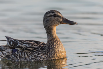 dzika kaczka pływa po wodzie, portet krzyżówki na szarym tle, lato © Ewa Cierniak