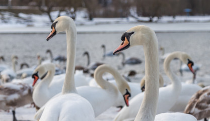 Лебеди на пруду