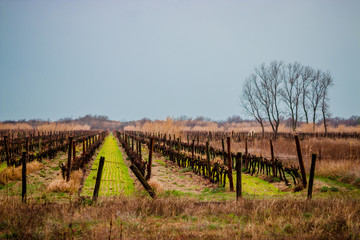Fototapeta premium Champs de vignes en Camargue
