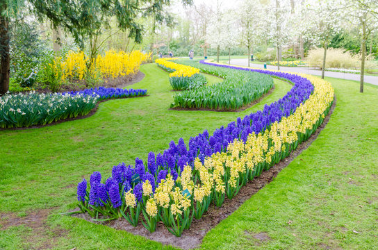 Keukenhof garden, Netherlands -April 05: Colorful flowers and blossom in dutch spring garden Keukenhof which is the world's largest flower garden. Keukenhof Garden, Lisse, Netherlands - April 05, 2017
