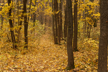 Autumn landscape in yellow forest.