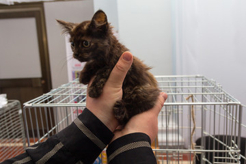 Kitten is in the hands of a woman in a shelter. Pets