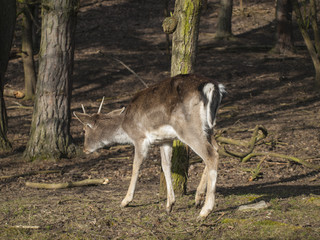 Naklejka na ściany i meble Beautiful young deer in the forest - wild spring nature 