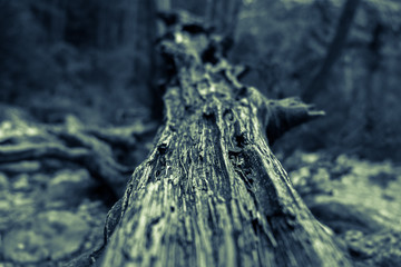 macro de tronco seco en el bosque