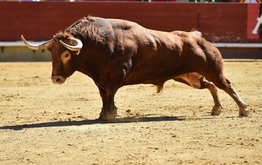 corrida de toros en españa