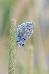 Small butterfly dove sits on a dry spikelet of grass