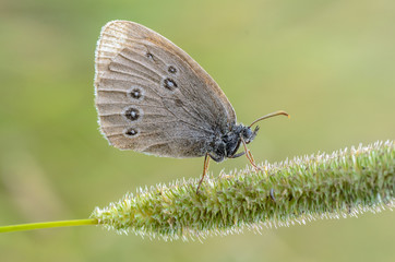 Small butterfly with brown wings sits on spikelet of grass