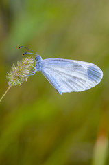 Small butterfly with a white dove sits on dry spikelet of grass