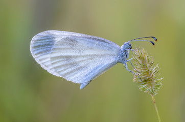Small butterfly with a white dove sits on dry spikelet of grass