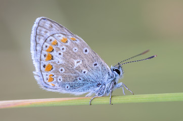 Small butterfly dove sits on a dry spikelet of grass